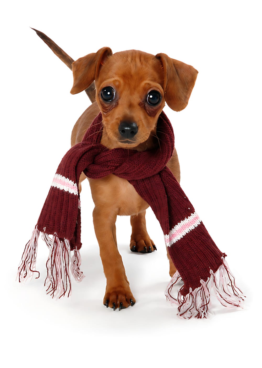 Blank dog card: a reddish-brown puppy bundled in a chunky maroon knit scarf with pink stripes and fringe.