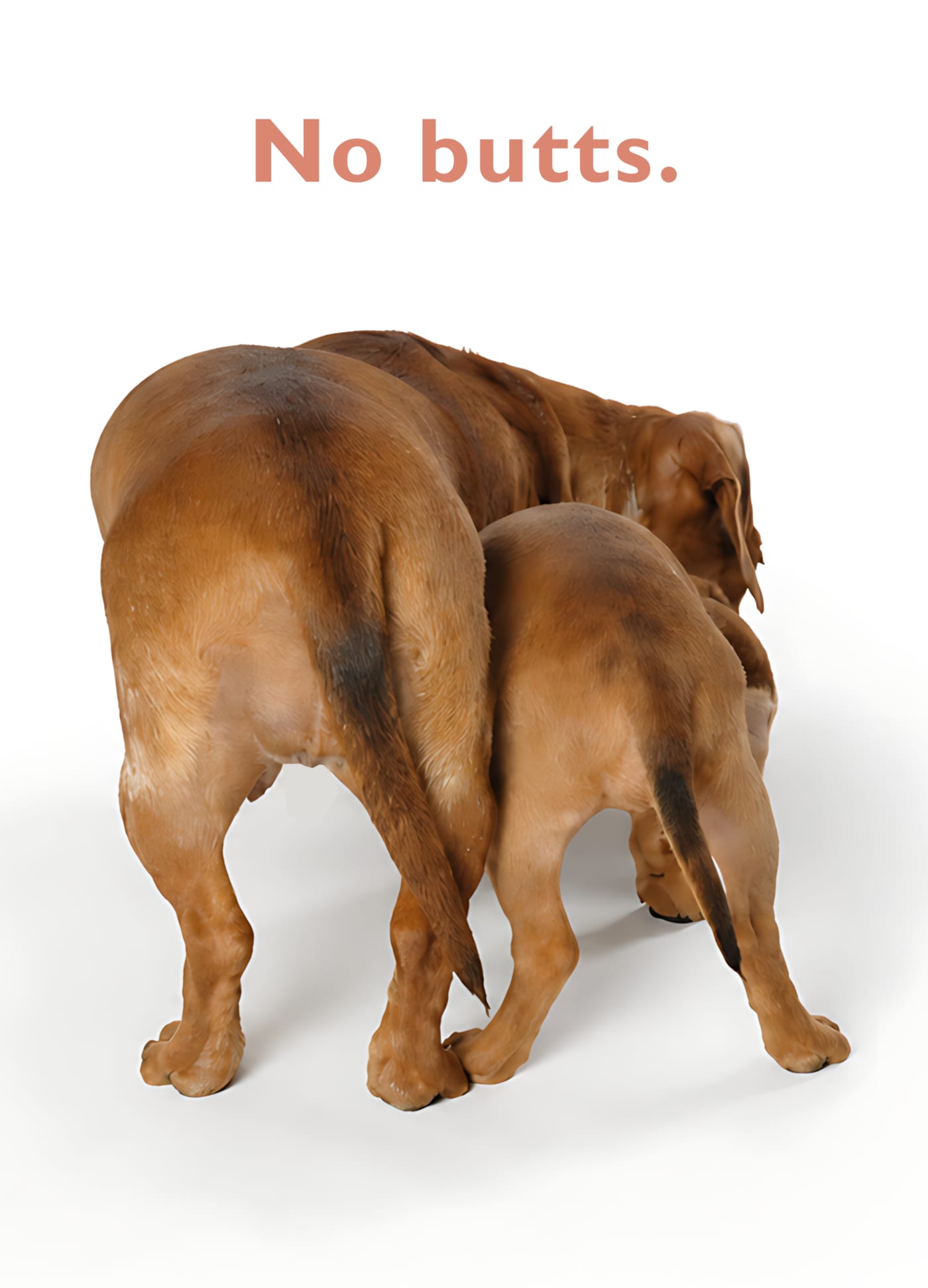 Funny love card: two reddish-brown dogs standing side by side seen from behind, headline "No butts."; inside reads "Just, I love you."