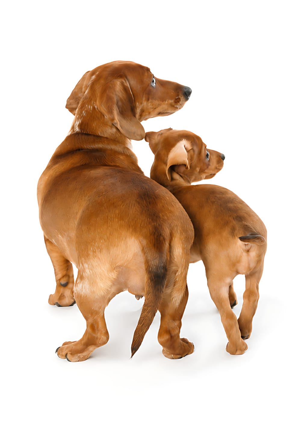 Blank dog card: a grown dachshund standing close over a puppy, turned toward the little one — warm and protective.