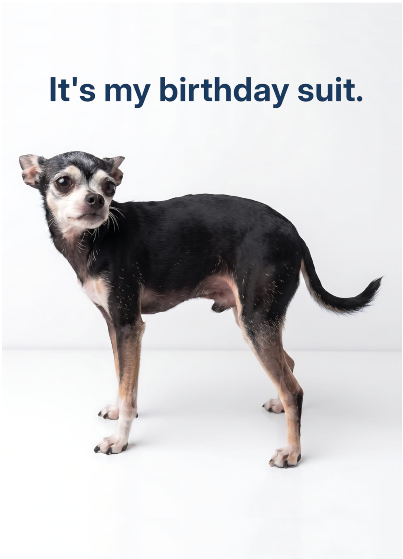 Funny Chihuahua birthday card reading "It's my birthday suit," the dog wearing no costume.
